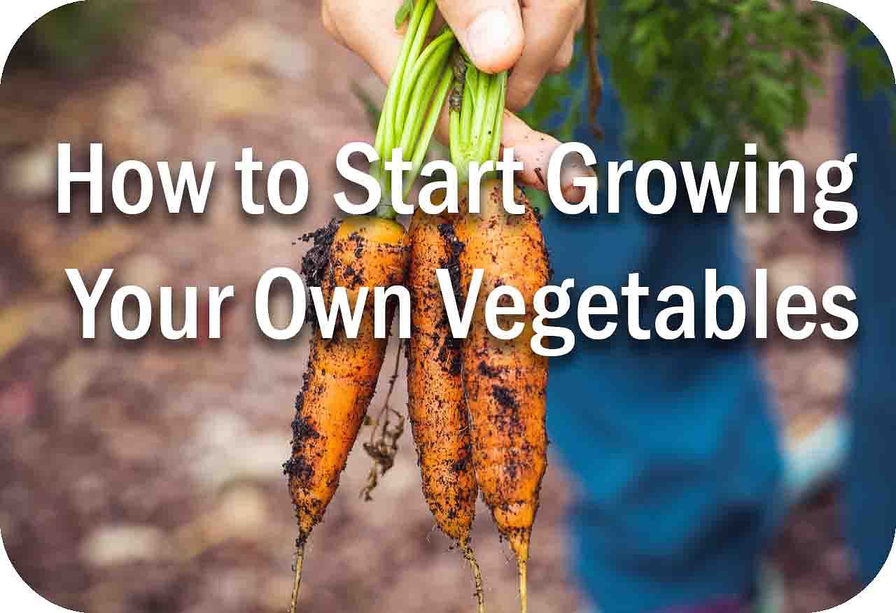 How to Start Growing Your Own Vegetables Cover Image