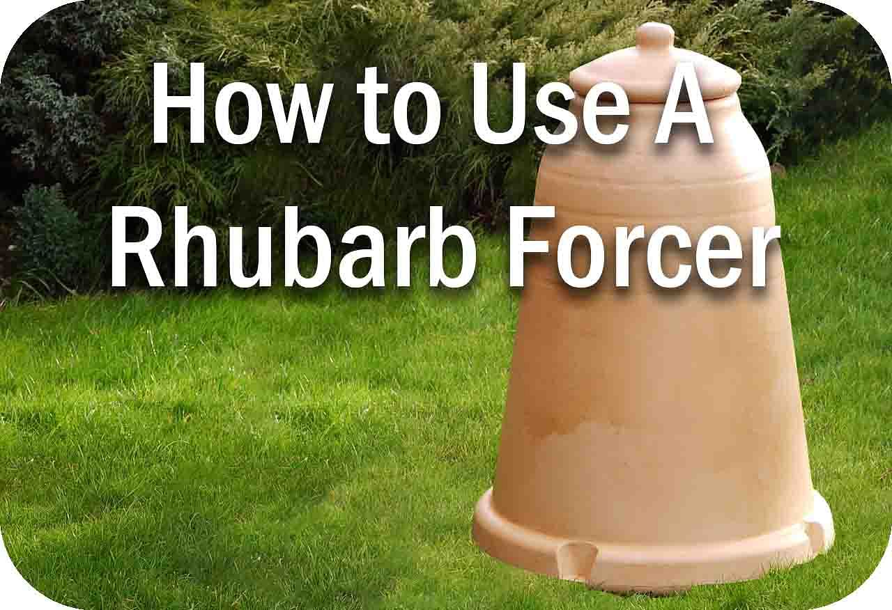 How Do You Use a Rhubarb Forcer Cover Image