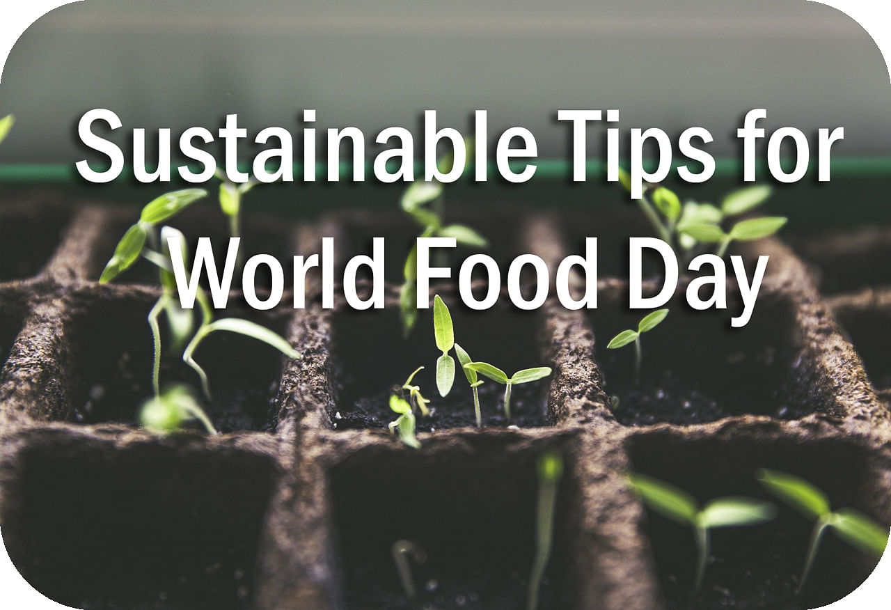 Sustainable Tips for World Food Day Header Image