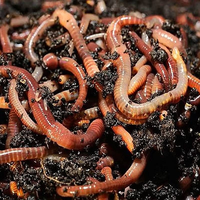 Tiger Worms, Tiger Worms for Sale, Buy Tiger Worms Online